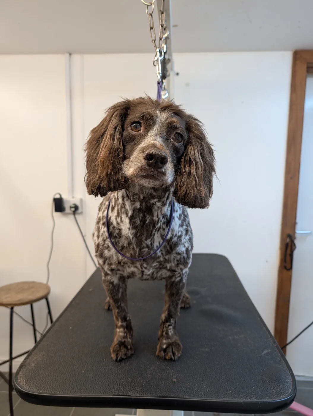 A roan spaniel standing on the grooming table