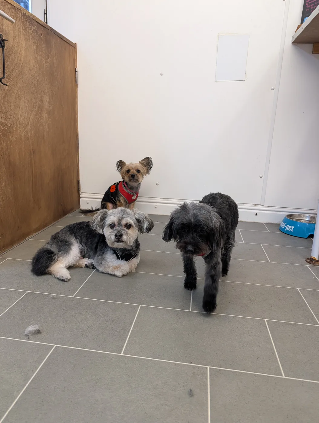 Three small dogs relaxing on the salon floor
