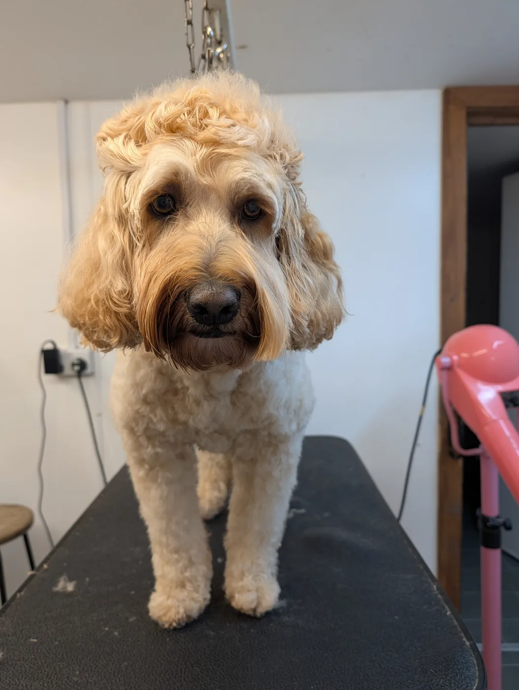 A cockapoo standing on the grooming table after a full groom