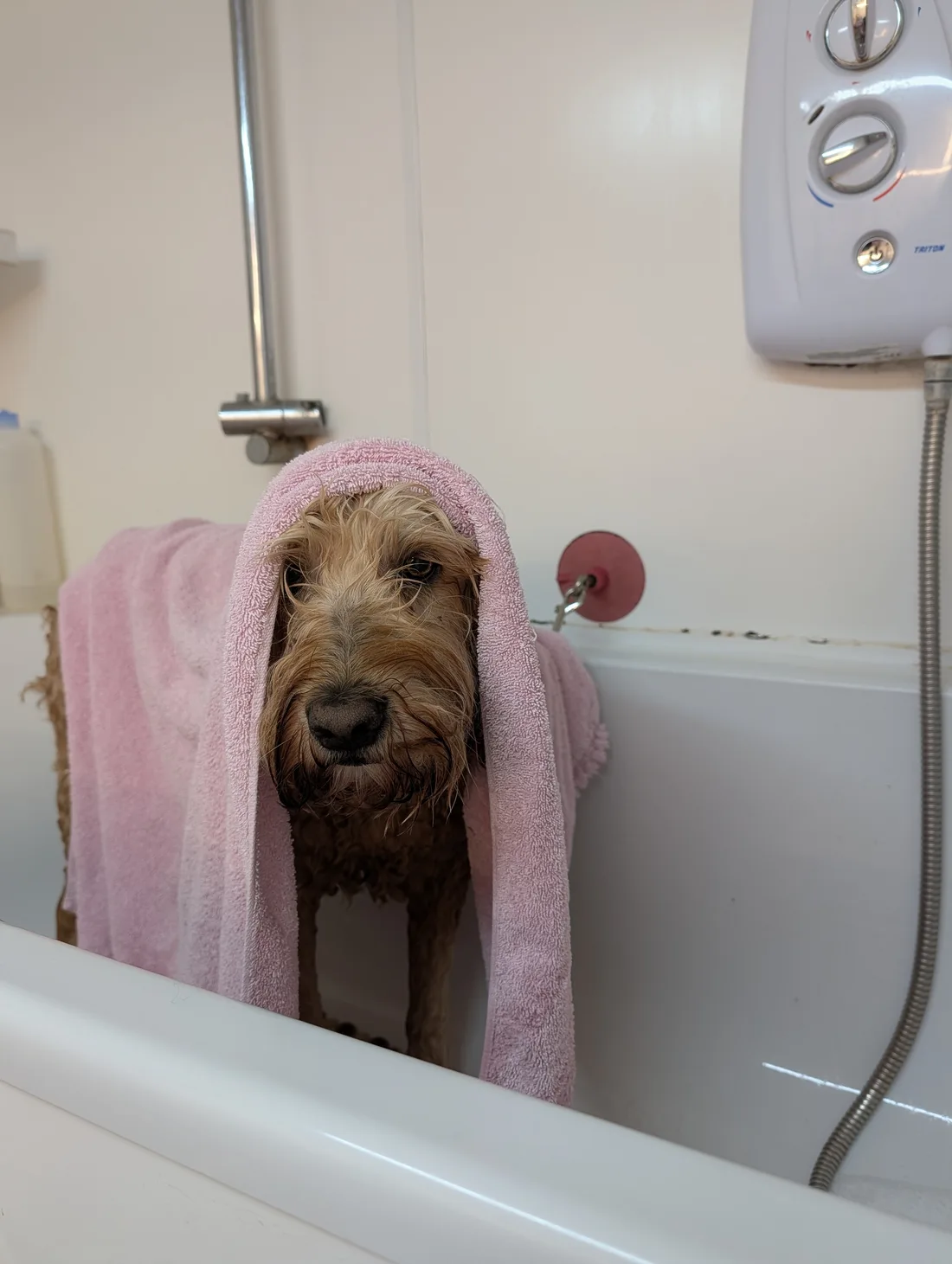 A dog wrapped in a pink towel in the salon bath