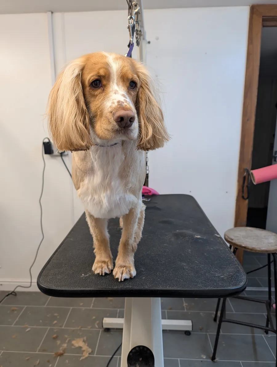 Two spaniels looking up together in the salon