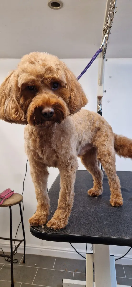 A fluffy red cockapoo after a full groom
