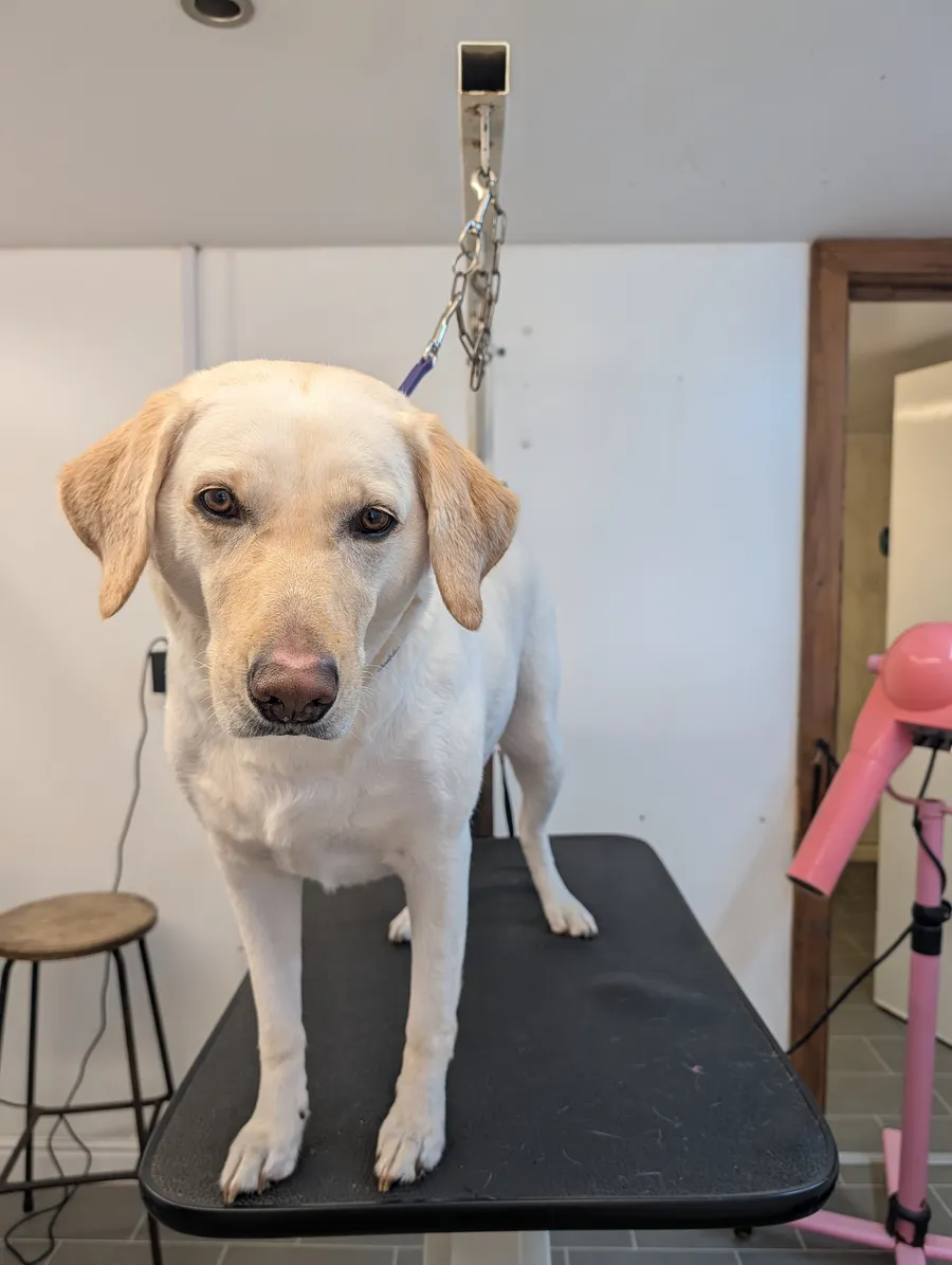 A yellow labrador standing calmly on the table