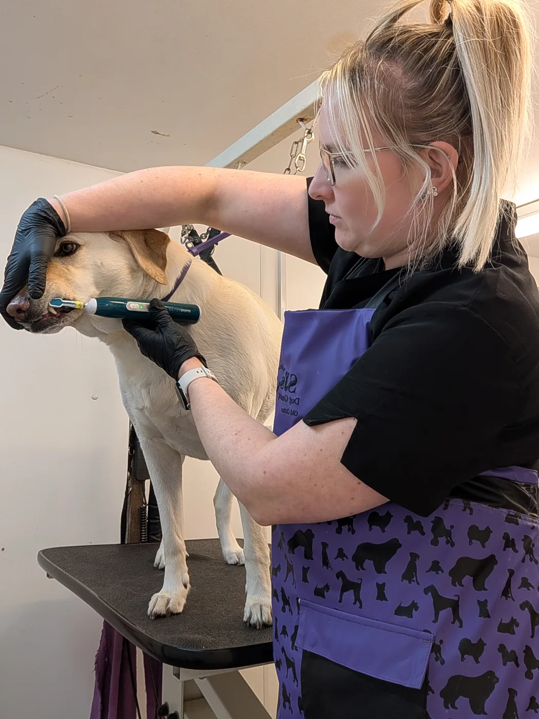 Sarah gently cleaning a labrador’s teeth while it stands calmly on the table