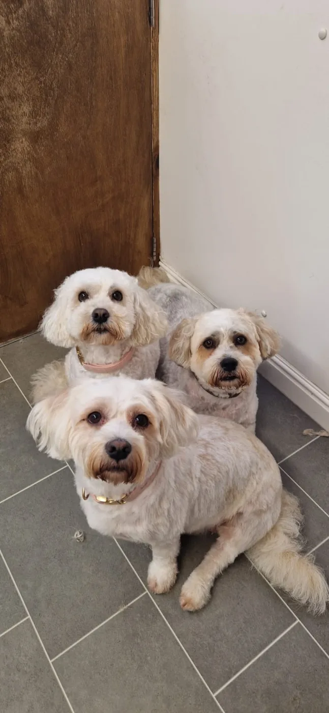 Three small white dogs sitting together after grooming